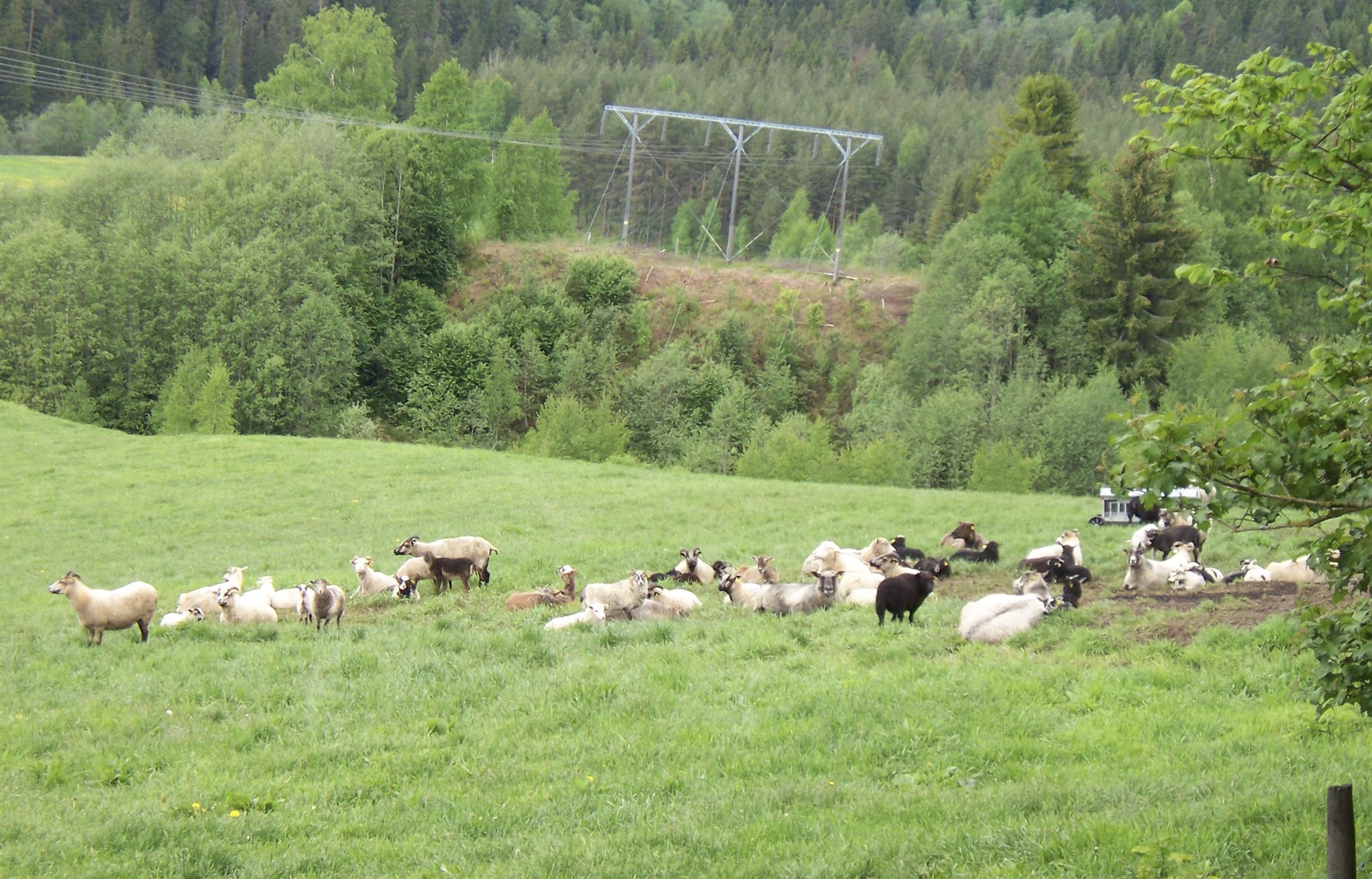 Norsk stjórnvöld með milljarða stuðning við bændur 
