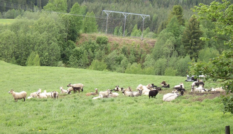 Norsk stjórnvöld með milljarða stuðning við bændur