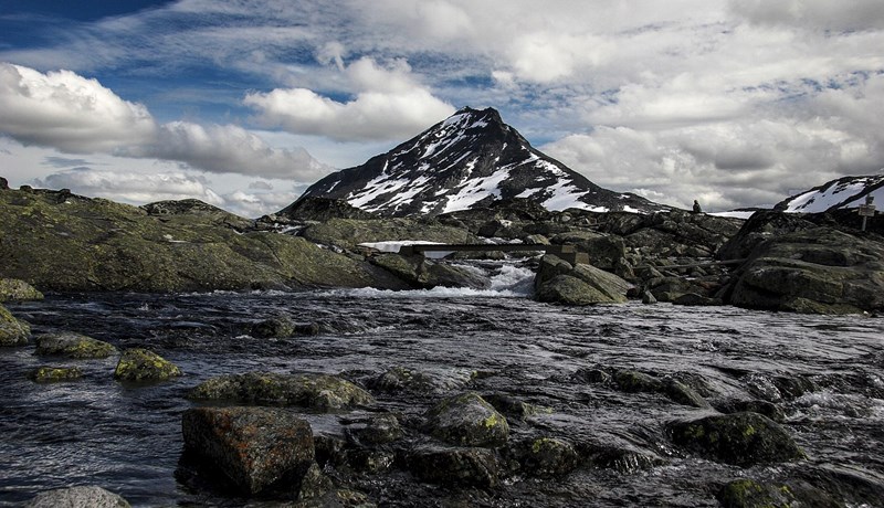 Villtur lax í bráðri hættu og aðgerða krafist