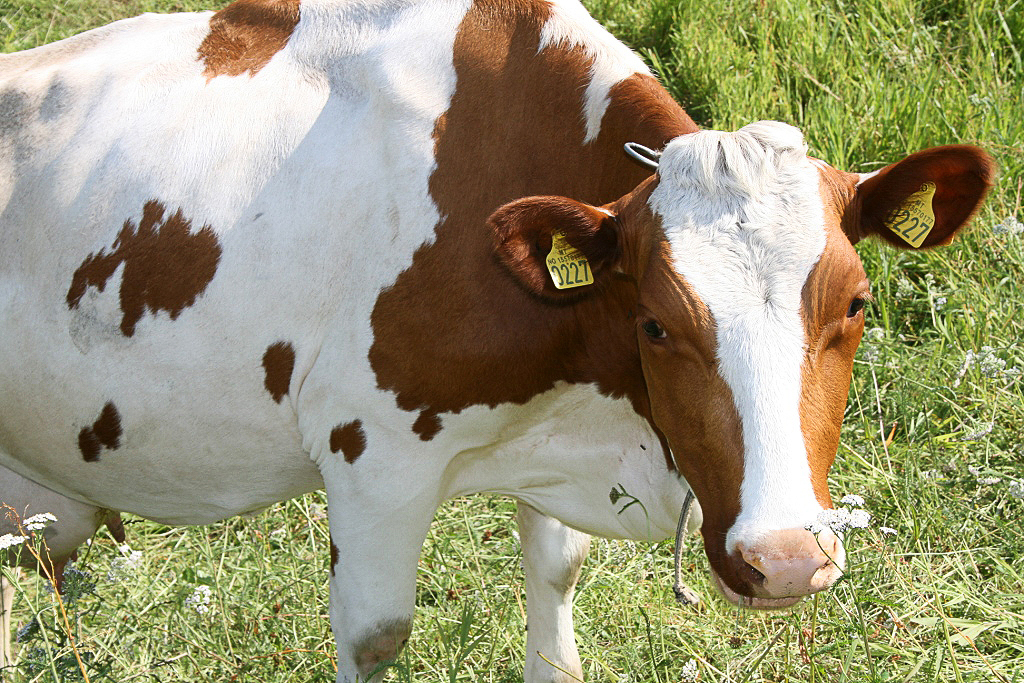 Norska leiðin  er íslenskum  landbúnaði  mikilvæg