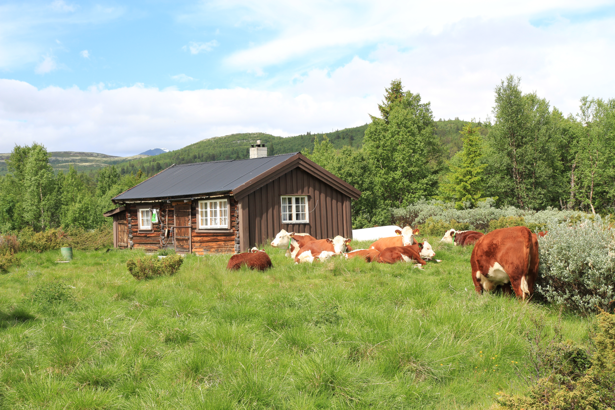 Íslenska kýrin standi stallsystrum langt að baki