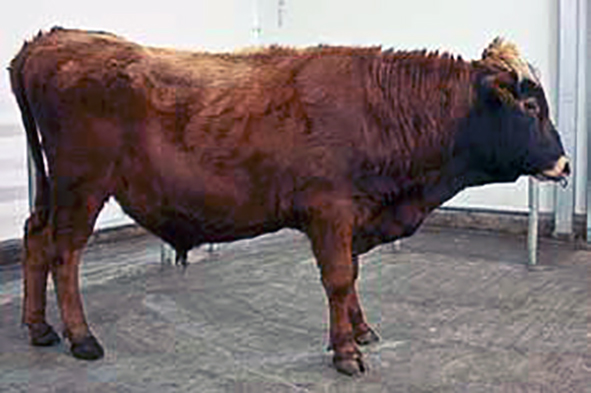 Öflug naut úr 2010-árganginum