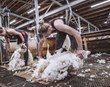 Hjarta mitt slær á Ljótarstöðum
