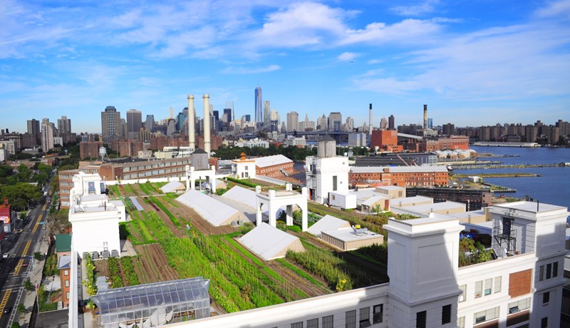 „Græn þök eru framtíðin“