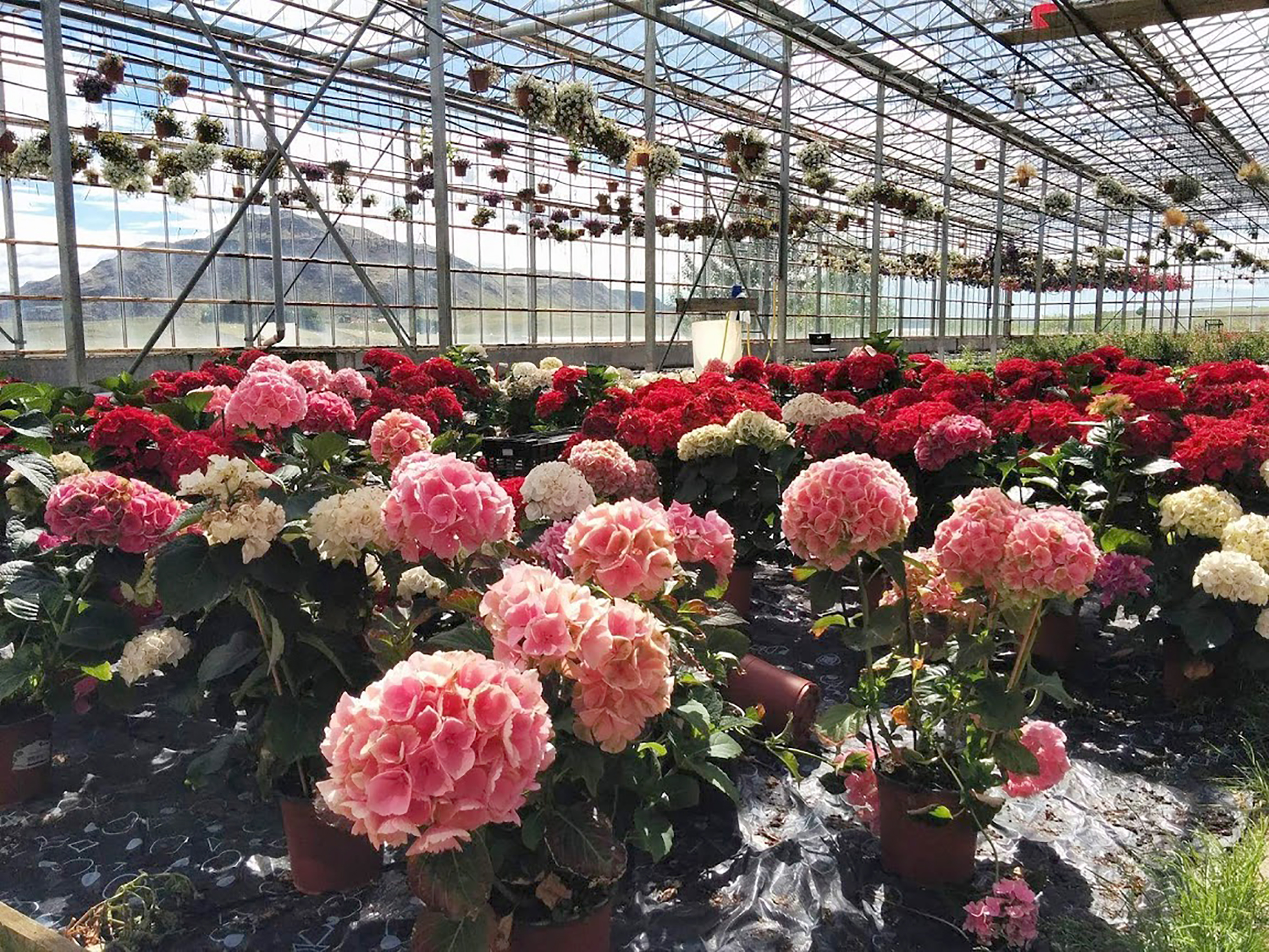 Hortensía – gamaldags en sívinsæl glæsiplanta