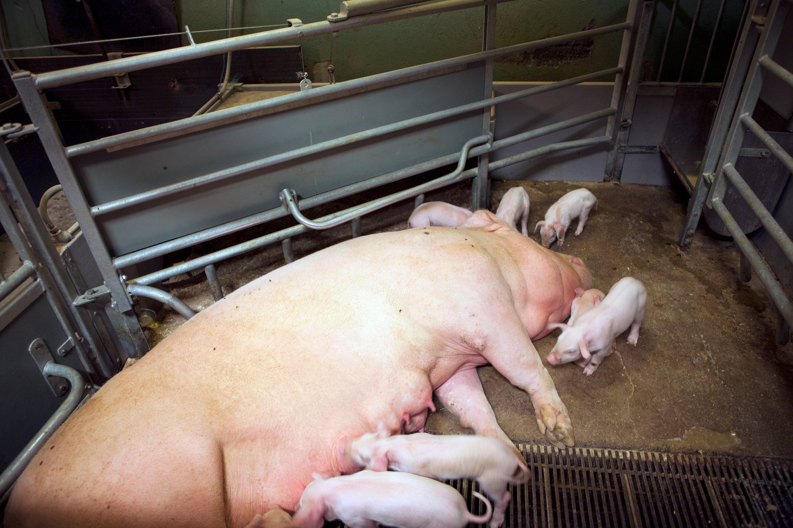 Frávikum var fylgt eftir á gyltubúunum