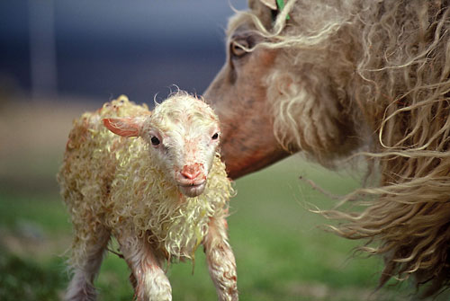 Öfgakennt tíðarfar hafði sitt að segja um afurðir ársins