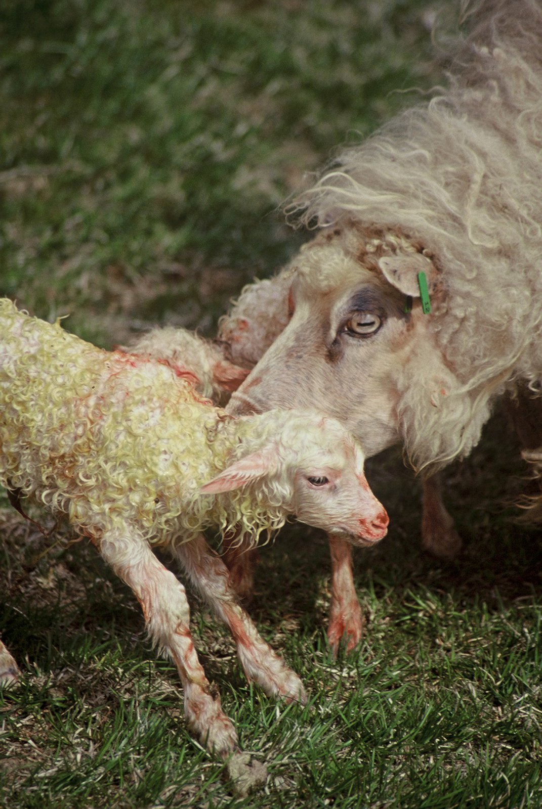 Matvælastofnun skráir Íslenskt lambakjöt sem verndað afurðarheiti