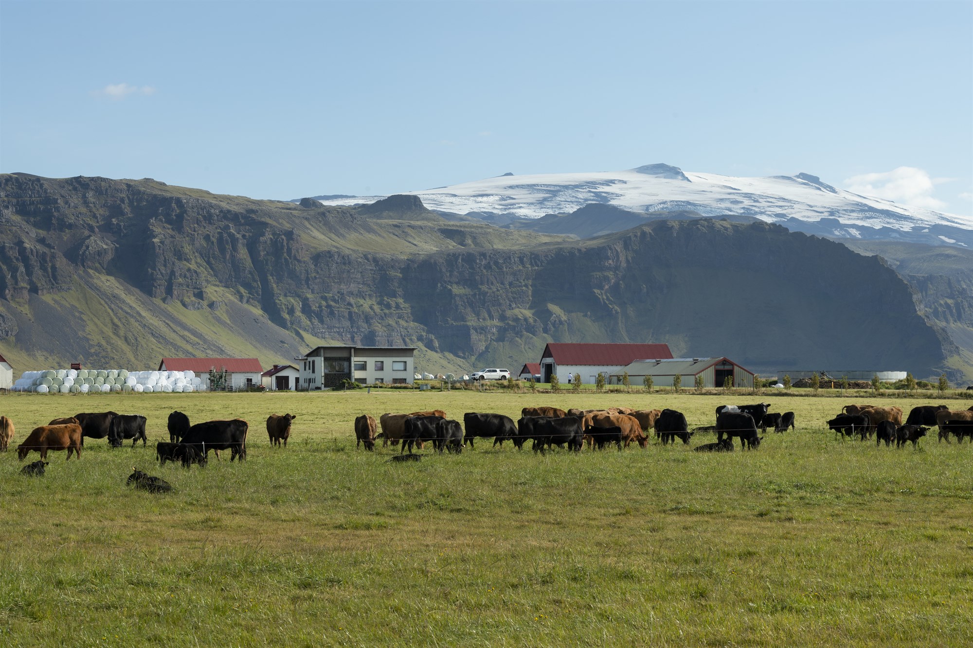 Nýir búvörusamningar verða að styðja við íslenska nautakjötsframleiðslu