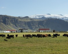 Nýir búvörusamningar verða að styðja við íslenska nautakjötsframleiðslu