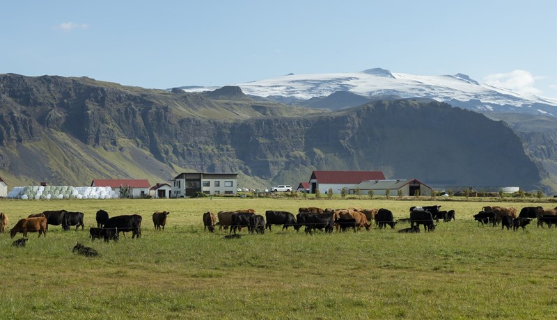 Nýir búvörusamningar verða að styðja við íslenska nautakjötsframleiðslu