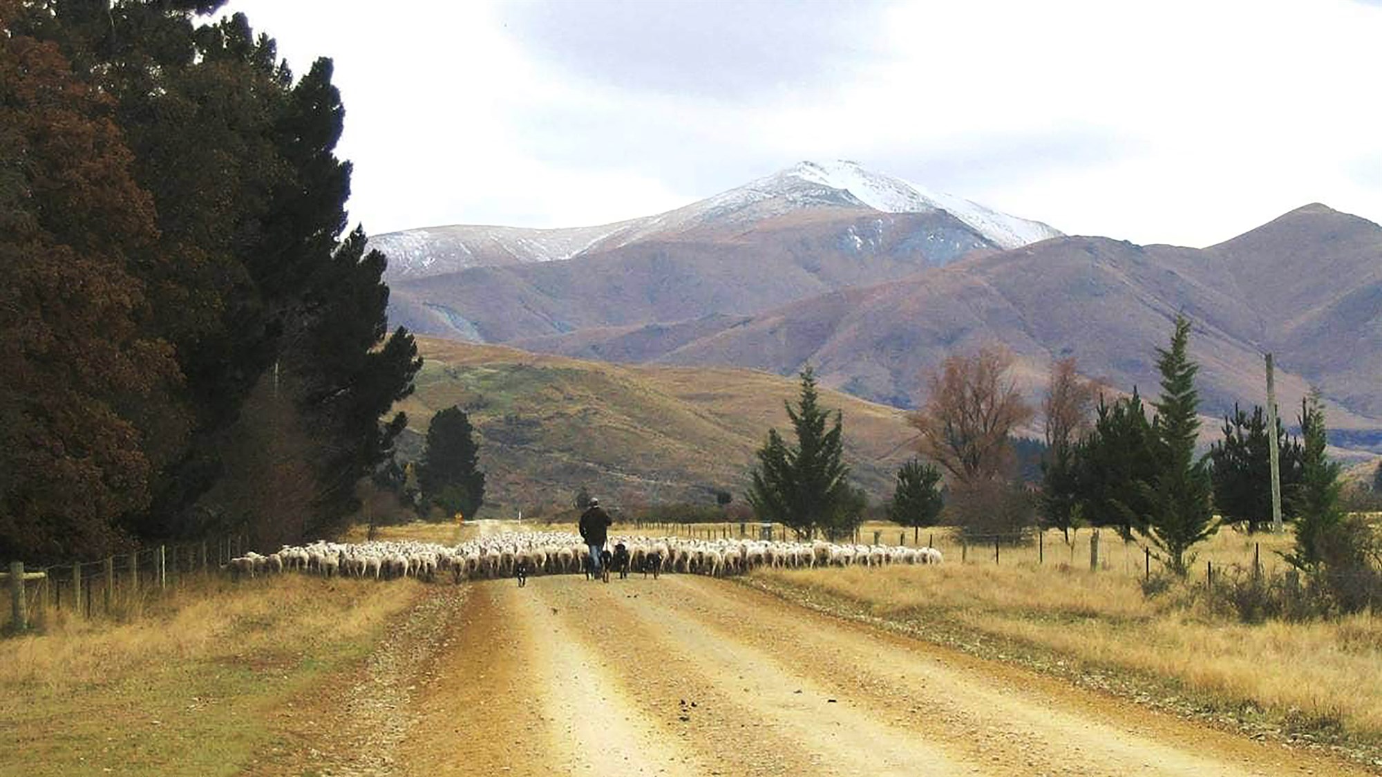 Sauðfjár- og nautgriparækt á Nýja-Sjálandi nánast kolefnishlutlaus