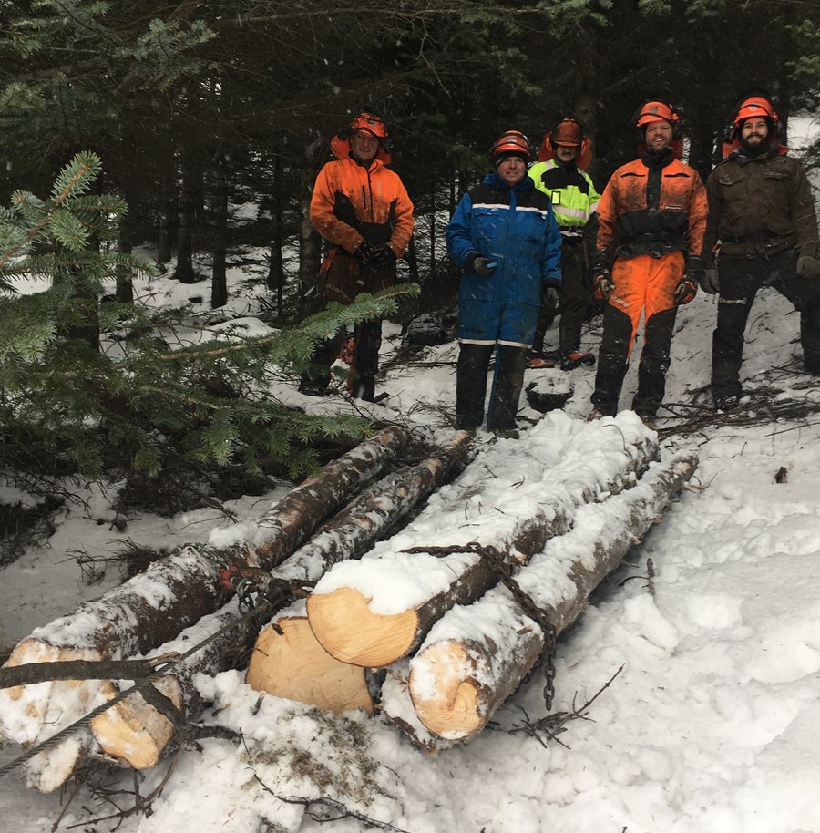 Nytjaviður í hlíðum Reykjafjalls.