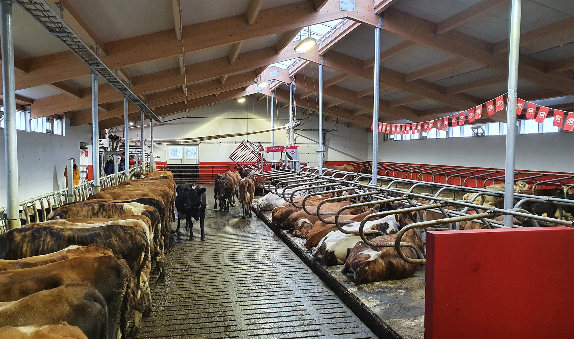 Nýtt og glæsilegt fjós á Stærri-Bæ í Grímsnesi