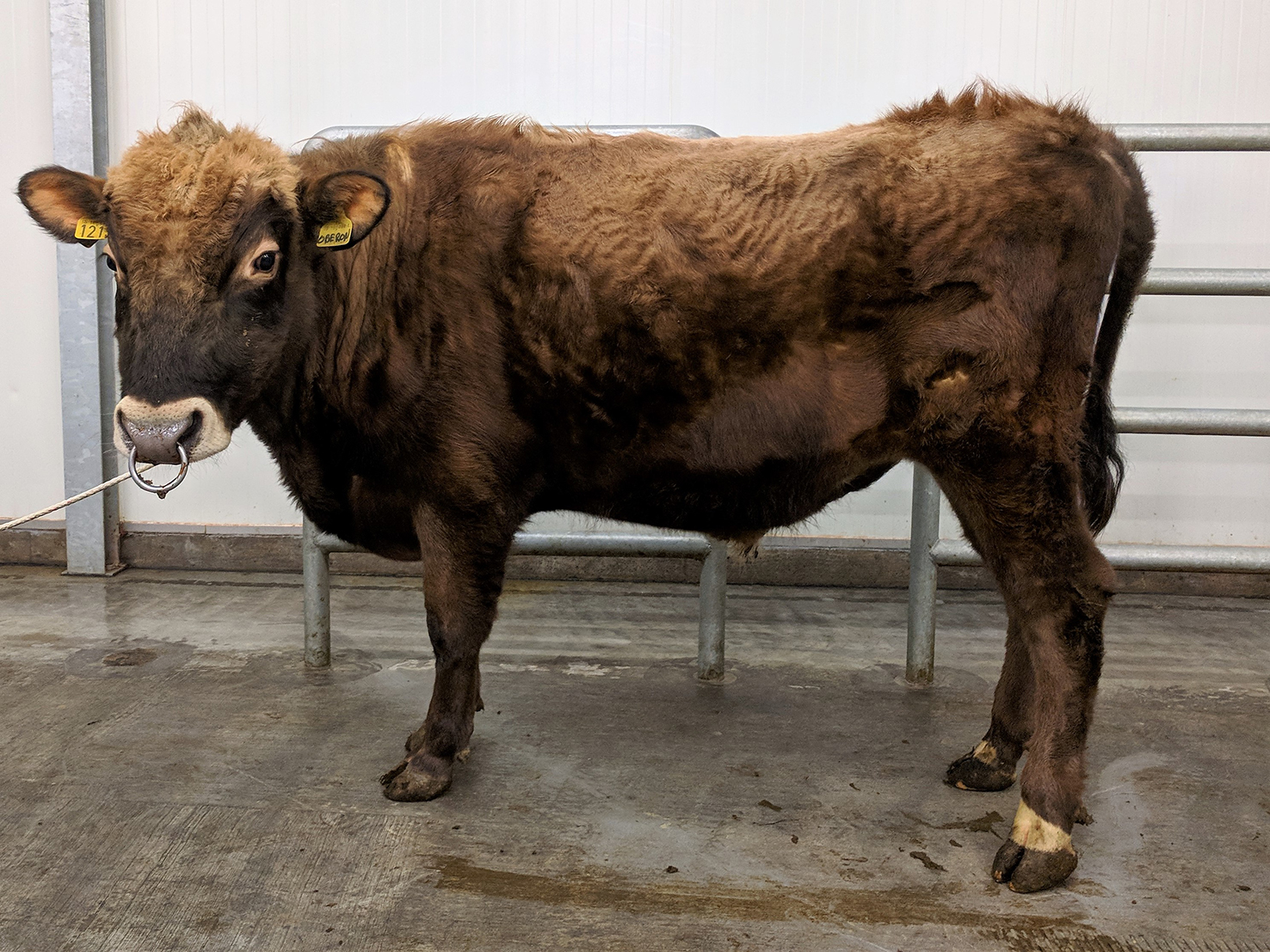 Nýtt á lista reyndra nauta