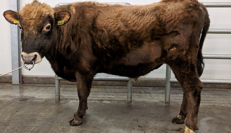 Nýtt á lista reyndra nauta