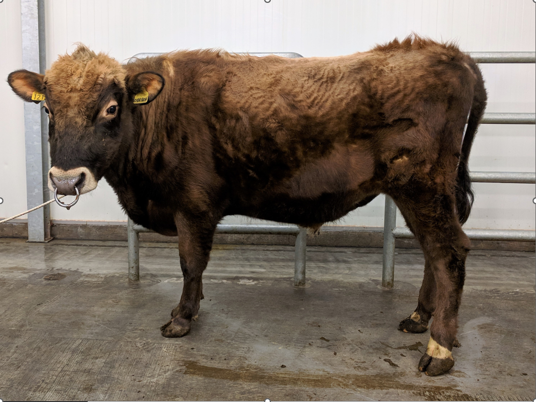 Óberon besta nautið