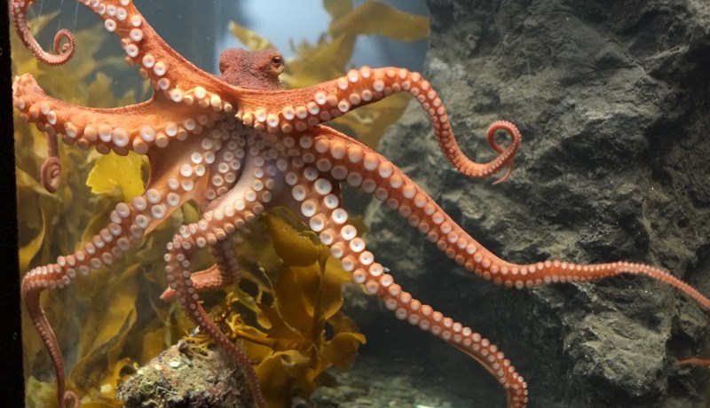 Kolkrabbar vel gáfum gæddir