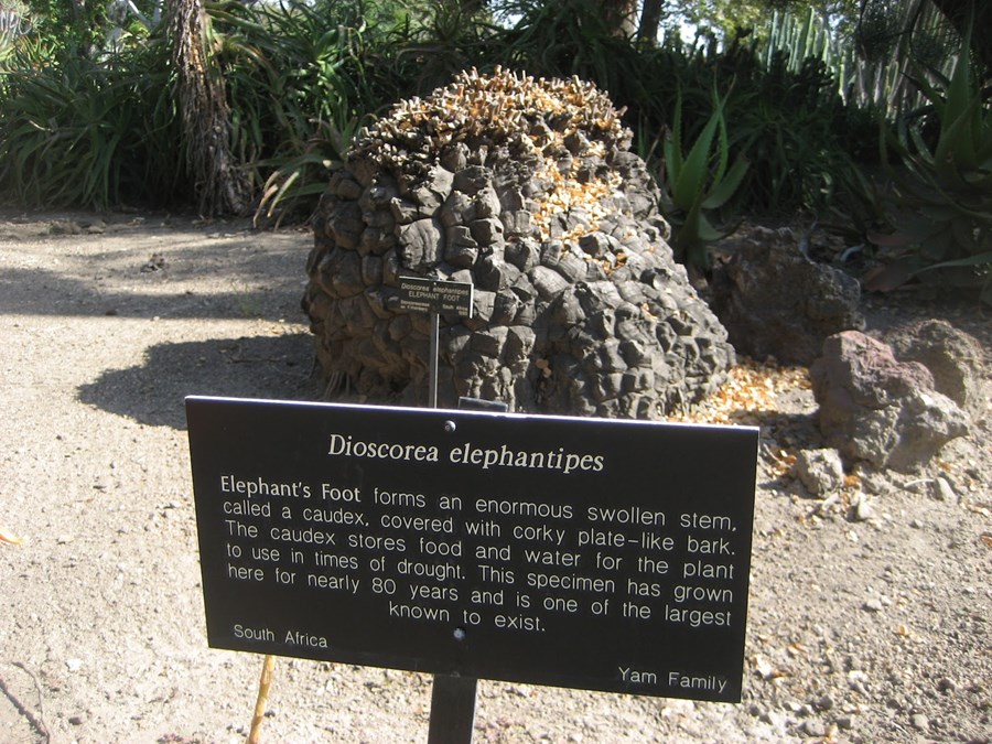 Fílsfótur Dioscorea elephantipes.