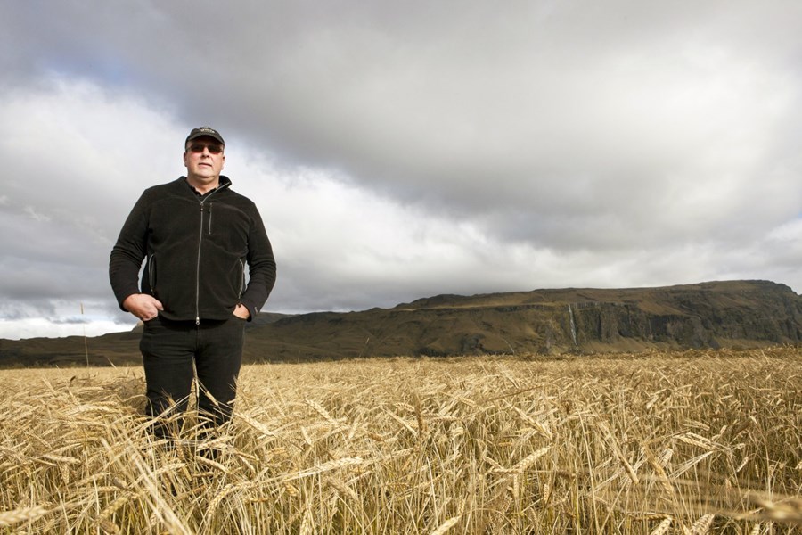 Samdráttur í kornræktinni