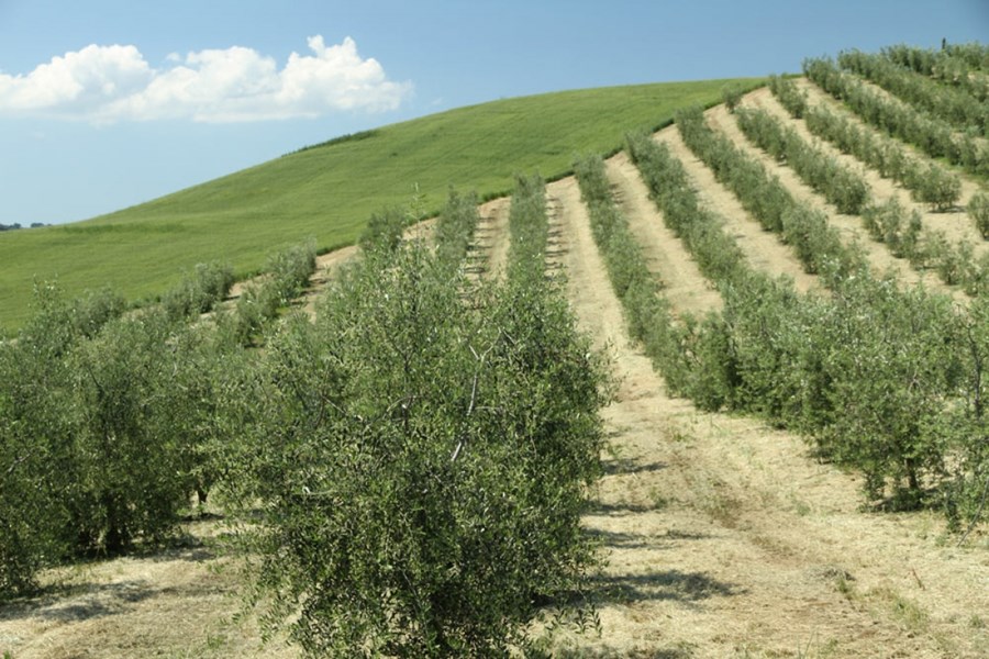 Versta uppskera í 25 ár