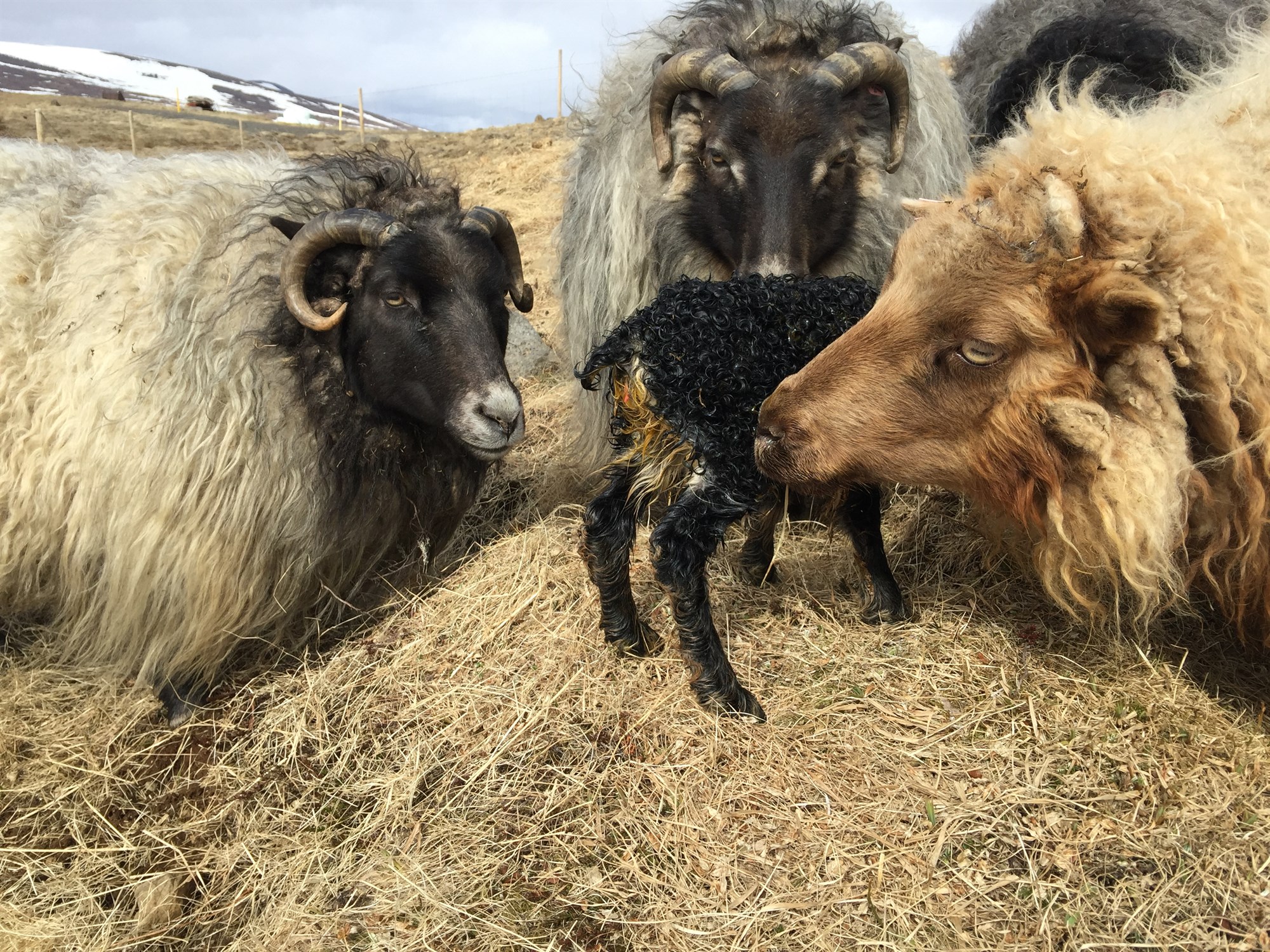 Hafa fengið mjög góðar viðtökur hjá bændum