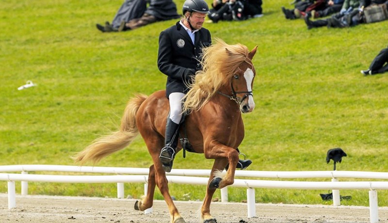 Íslenskir verðlaunahestar í útlöndum
