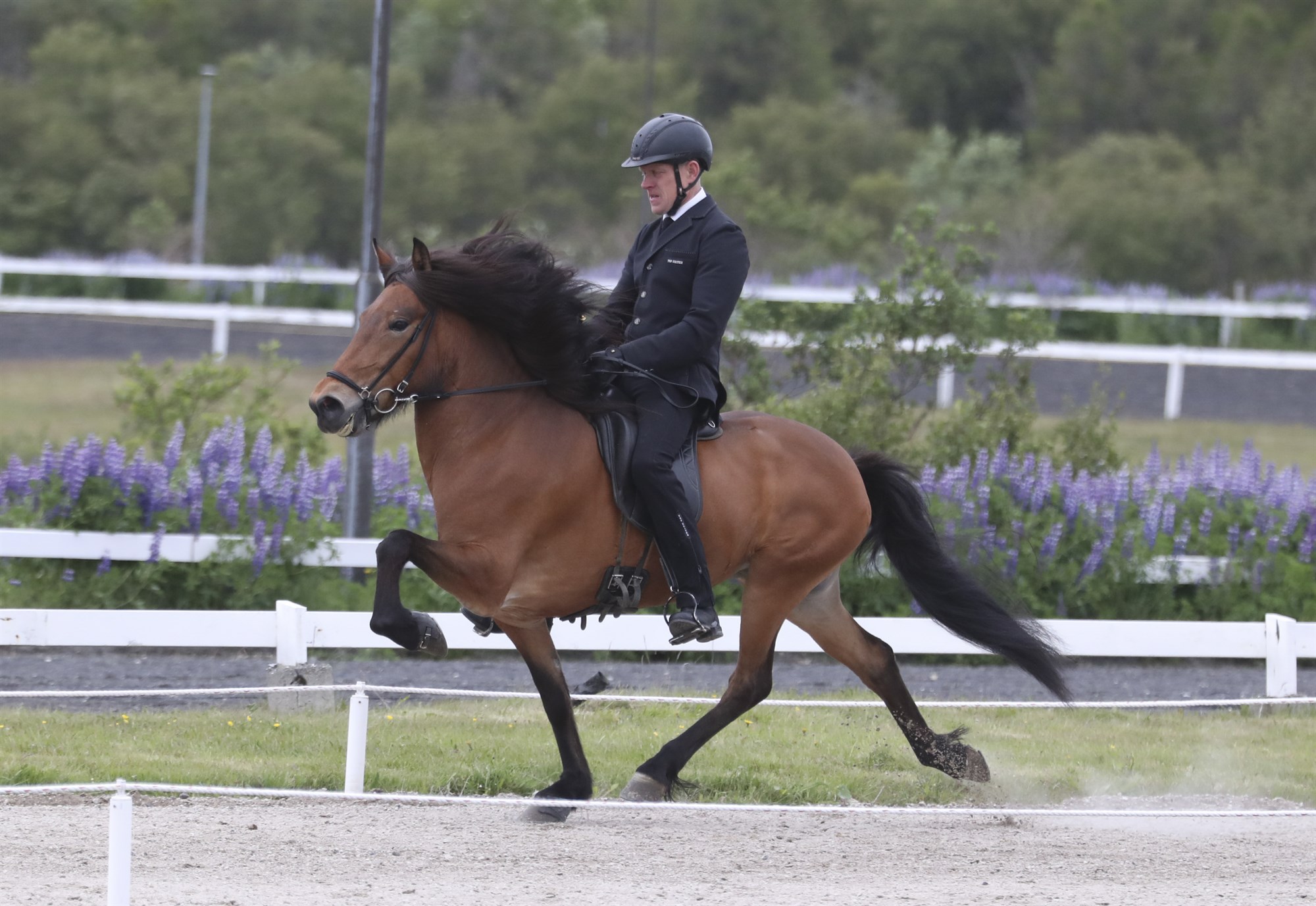 Hæstu hross ársins