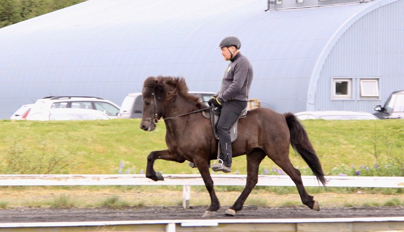 Hryssur með heiðursverðlaun fyrir afkvæmi 2019