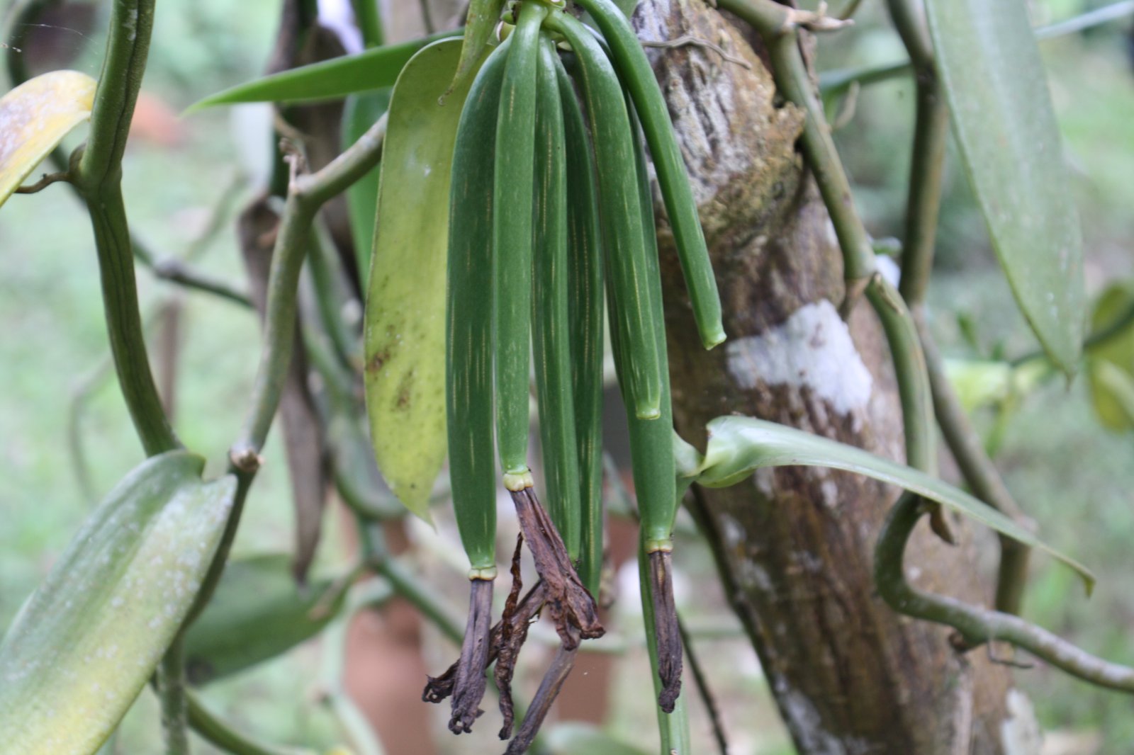 Vanilla í flokki með músík og málaralist