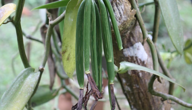 Vanilla í flokki með músík og málaralist
