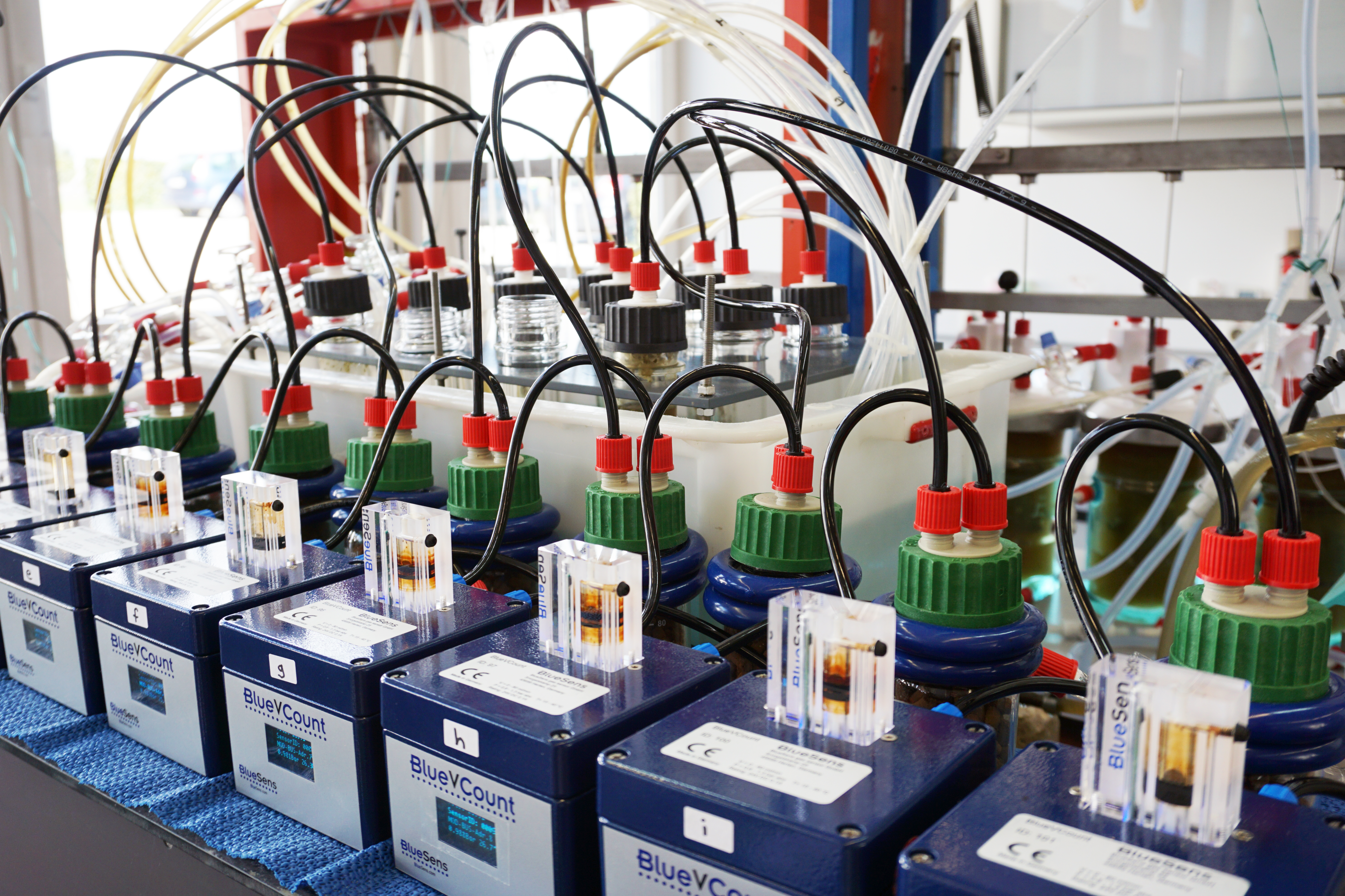 Áhrif á metangasmyndun misjöfn eftir þörungartegundum