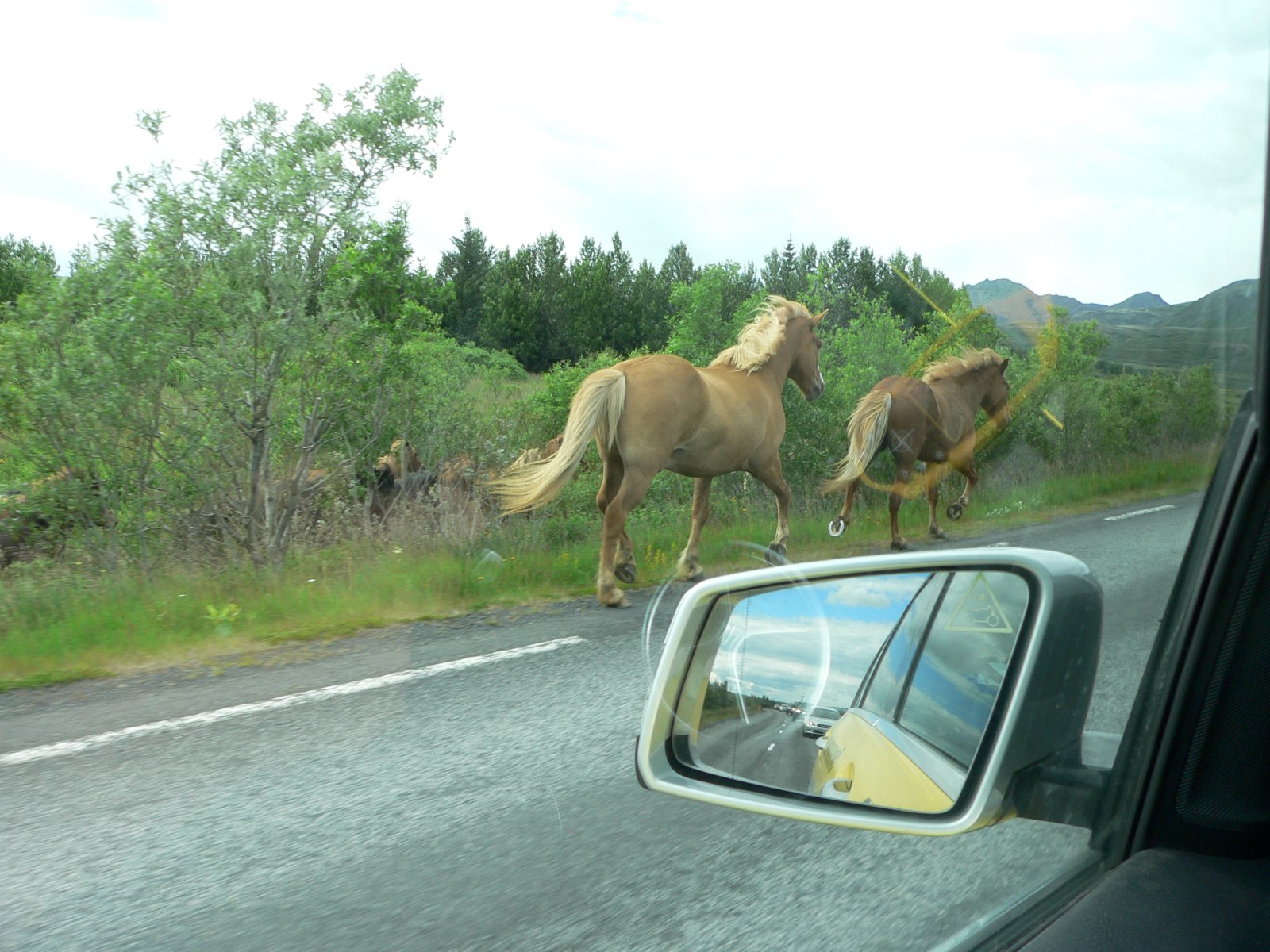 Hrossastóð í rekstri geta skapað mikla hættu á vegum