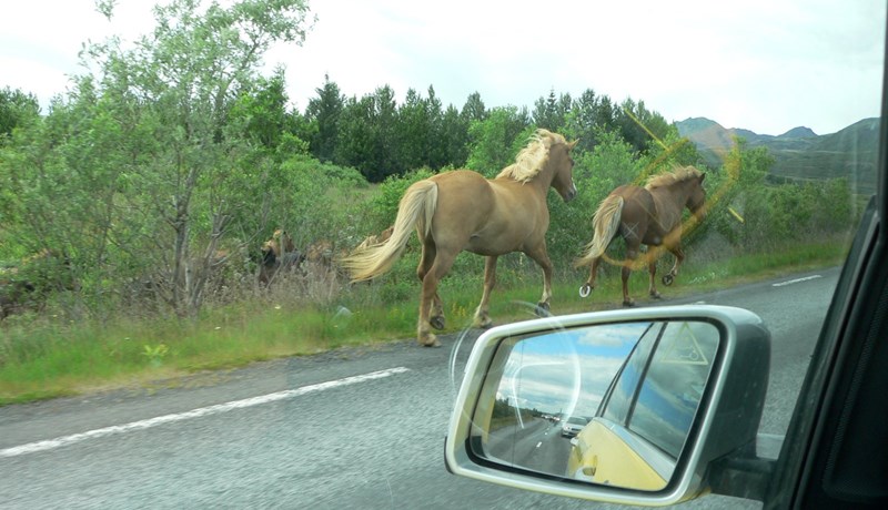 Hrossastóð í rekstri geta skapað mikla hættu á vegum