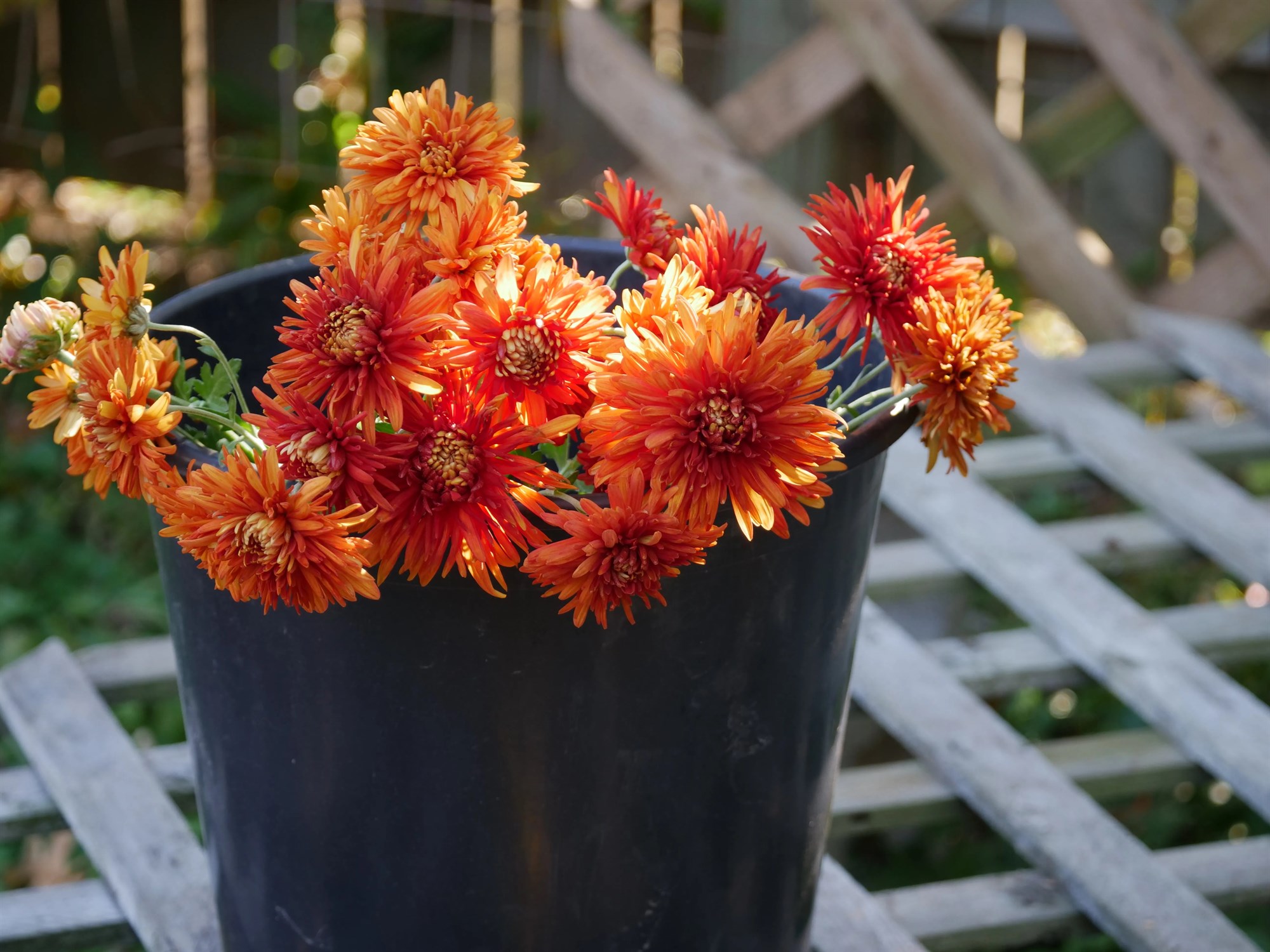 Tollkvótar vegna innflutnings á blómum