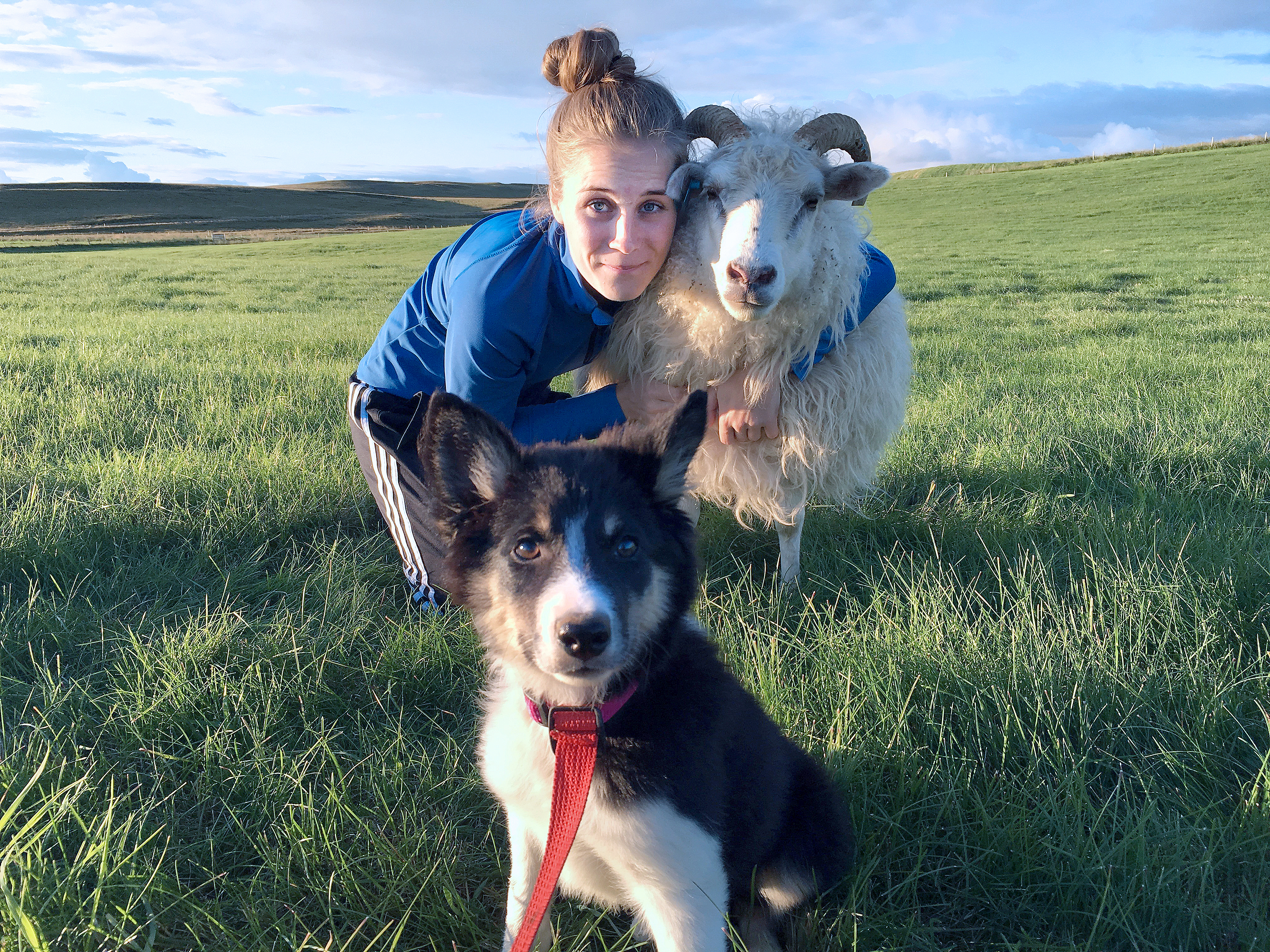 Sauðfé slær í gegn á samfélagsmiðlum