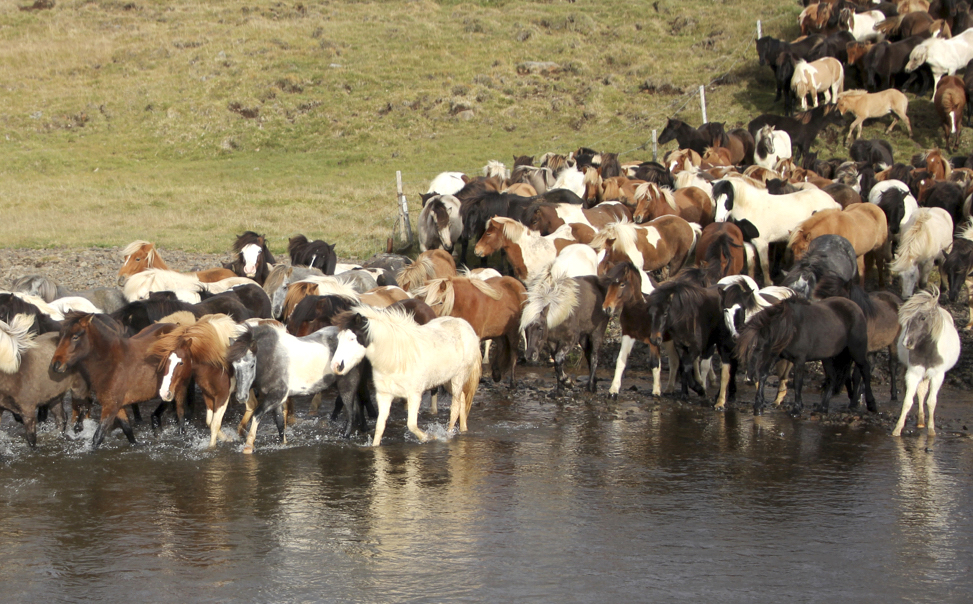Blóðmerahaldið enn