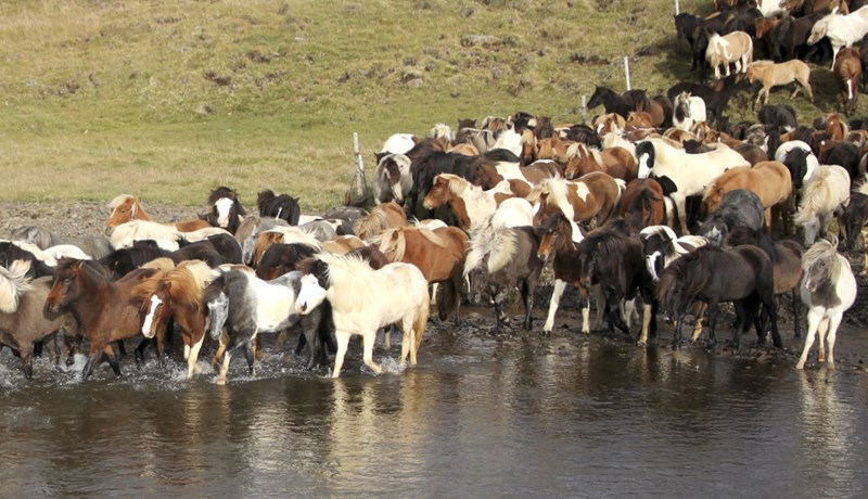 Blóðmerahaldið enn