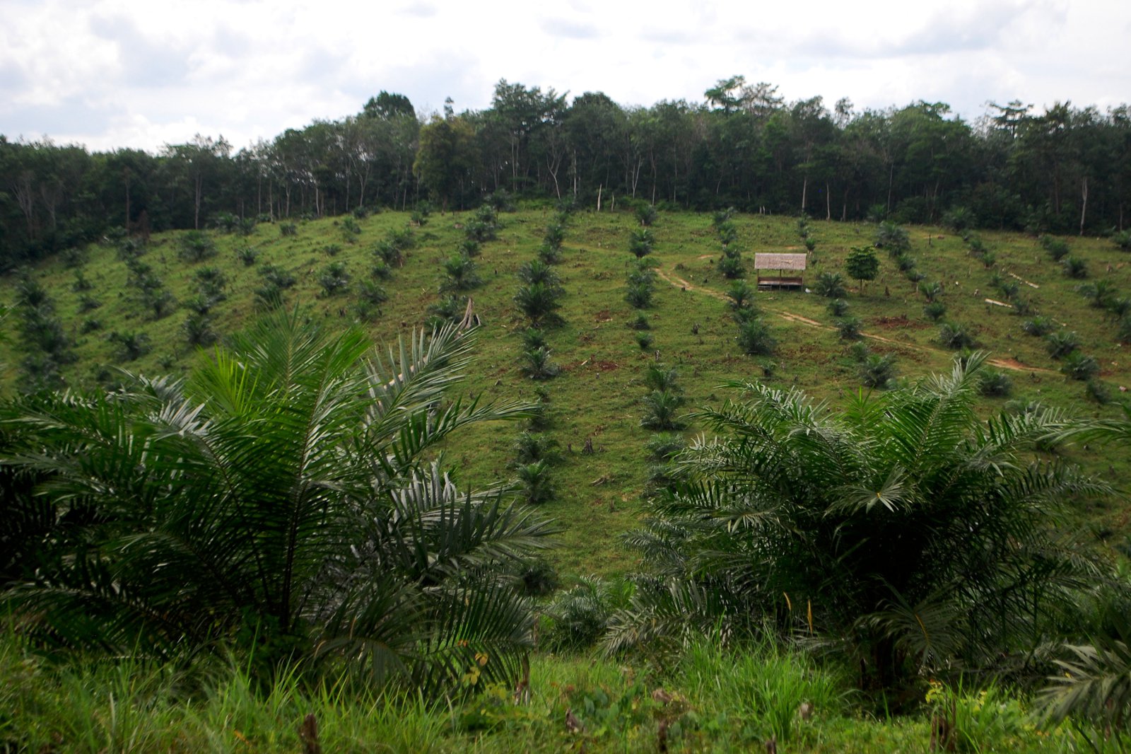 Sex milljón hektarar á tólf árum