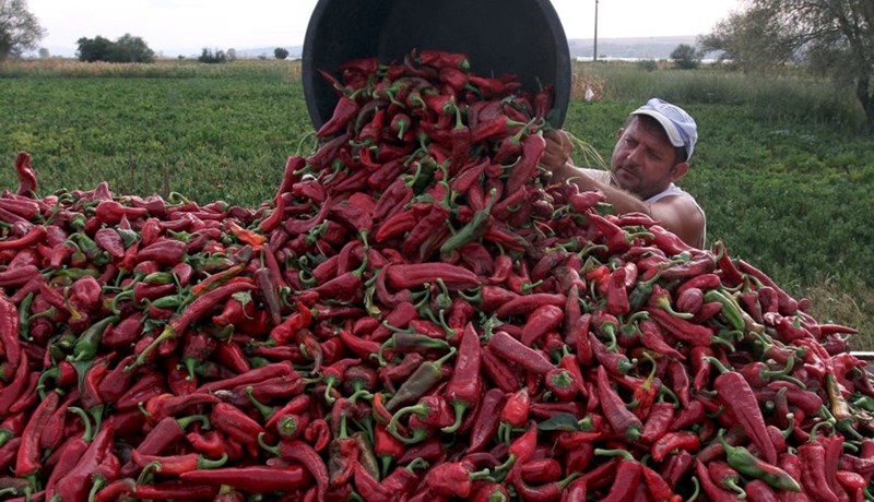 Sæt paprika og eldpipar