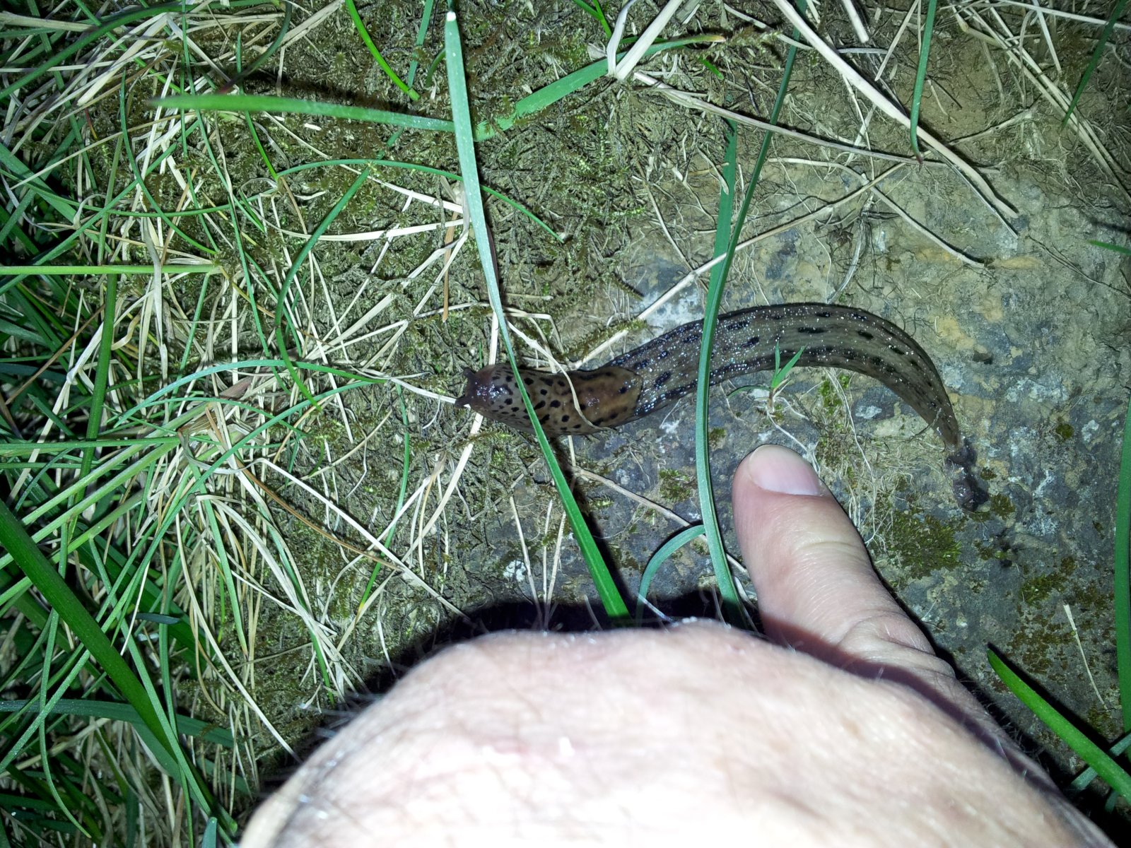 Allt iðandi af lífi