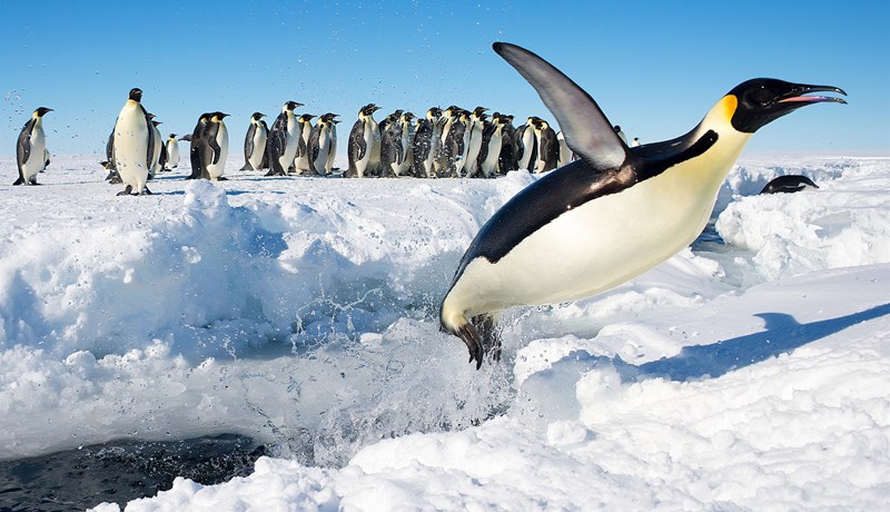 Aukin rigning á heimskautunum