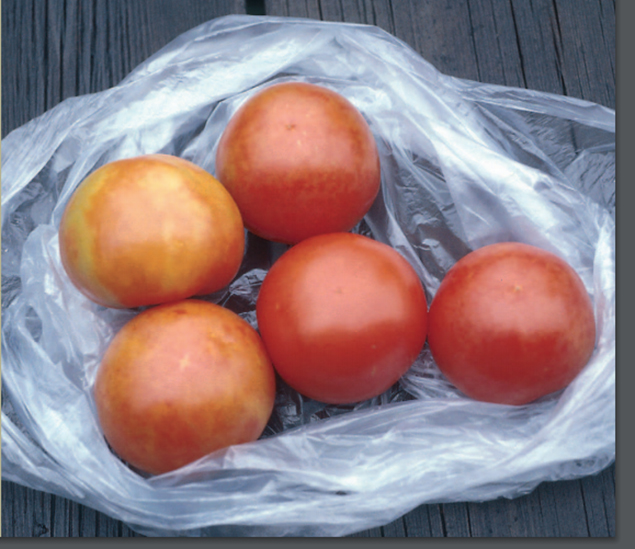 Bráðabirgðaniðurstöður sýna sýkingu á tólf býlum