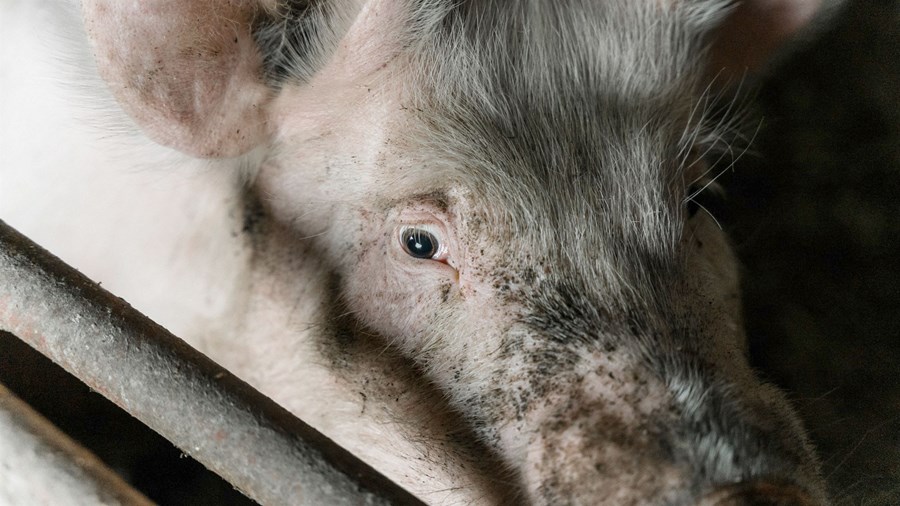 Gasklefar í svínasláturhúsum