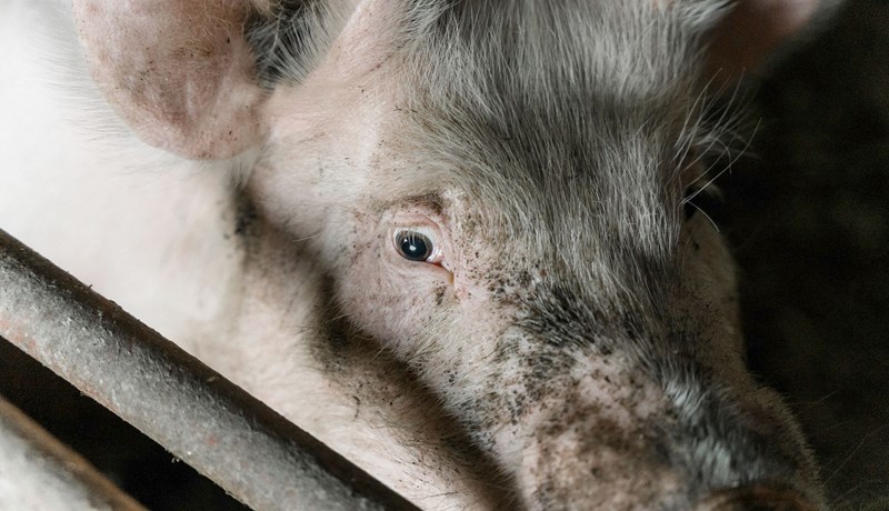 Átak í sálrænni líðan