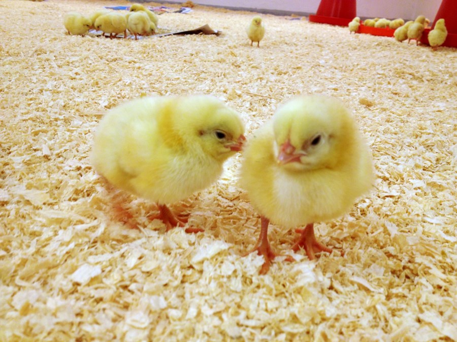 Reglugerð um eldishús alifugla, loðdýra og svína tekur gildi