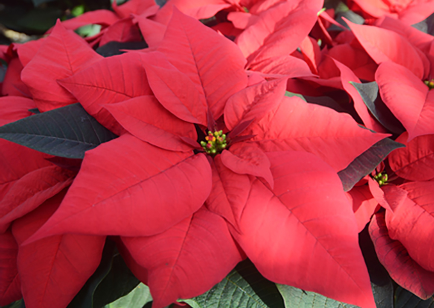 Gleðileg jól frá Bændablaðinu