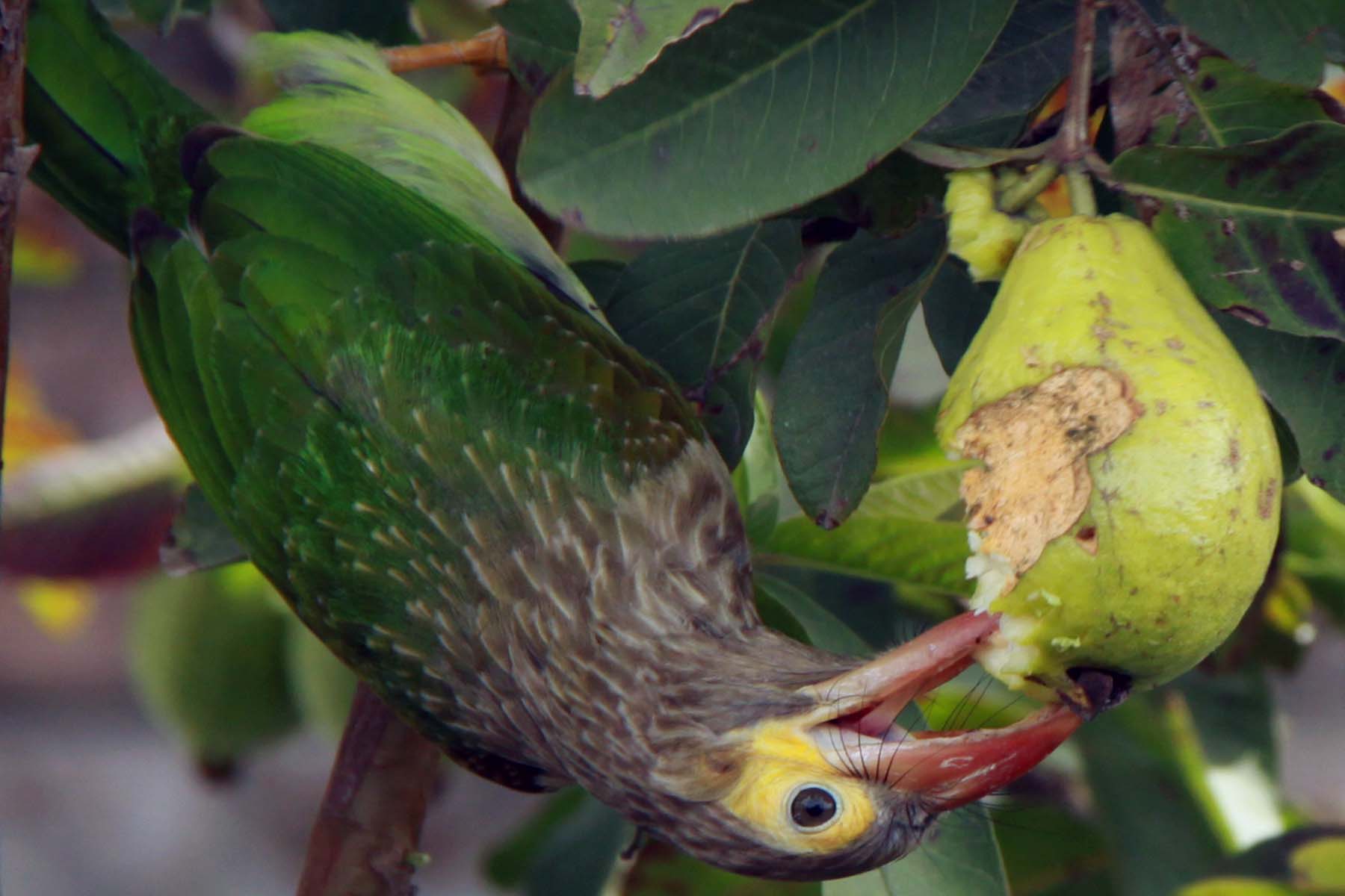 Fækkun fugla og apa dregur úr dreifingu fræja