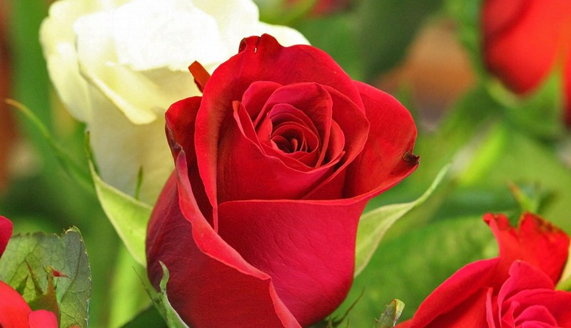 Tollkvóti fyrir blóm