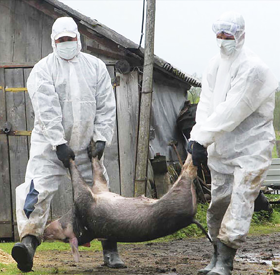 Afríska svínapestin komin til fjögurra ESB-ríkja